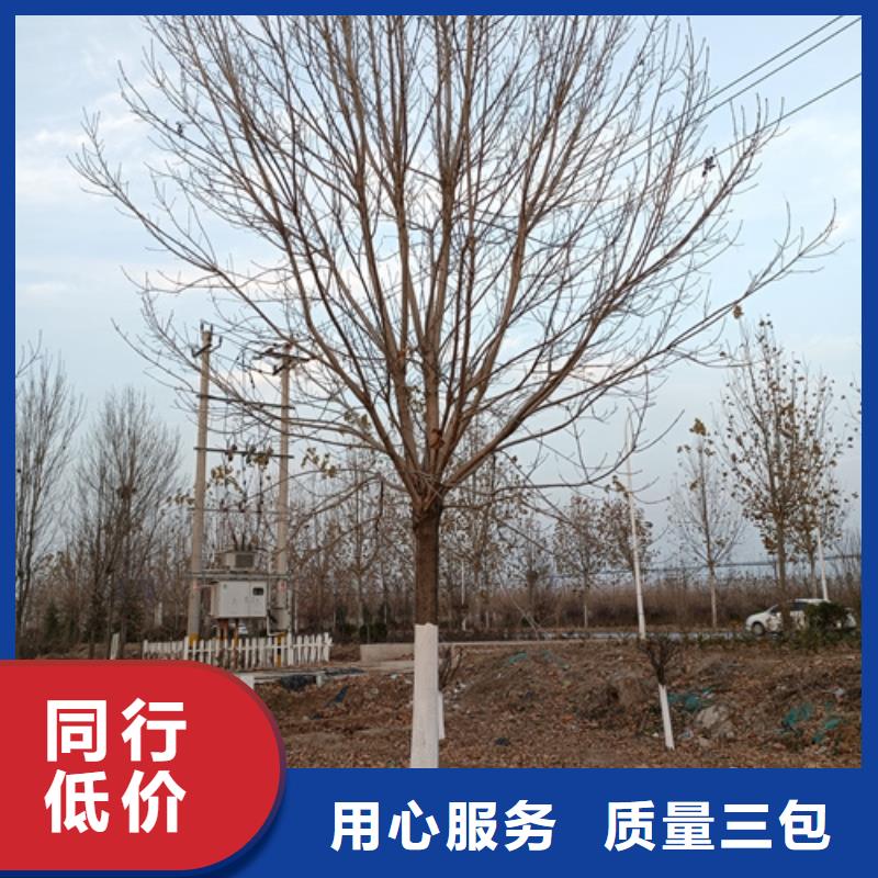 法桐美国红枫一站式服务