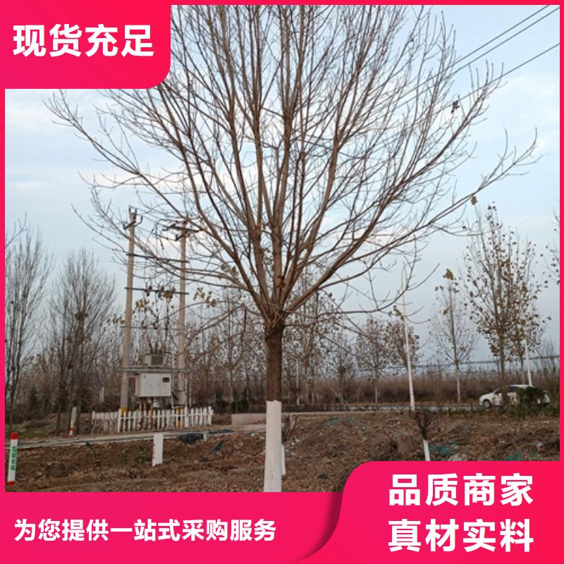 法桐_【国槐】源头厂源头货