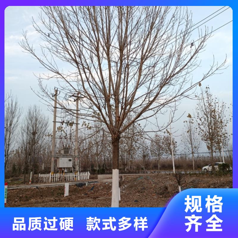 法桐美国红枫现货采购