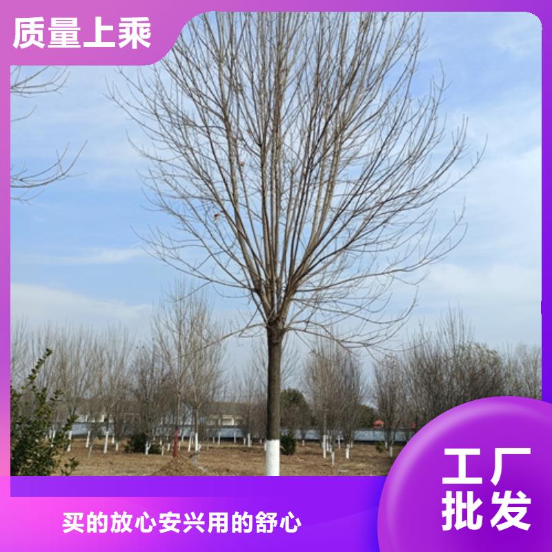 法桐金叶白蜡产品实拍
