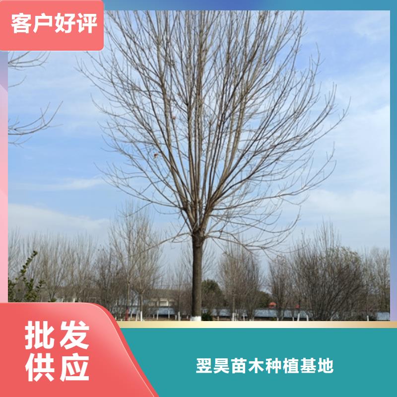 法桐畅销当地