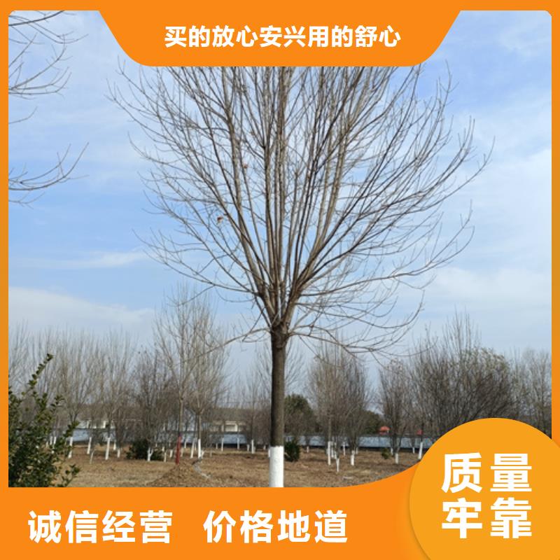 法桐美国红枫无中间商厂家直销