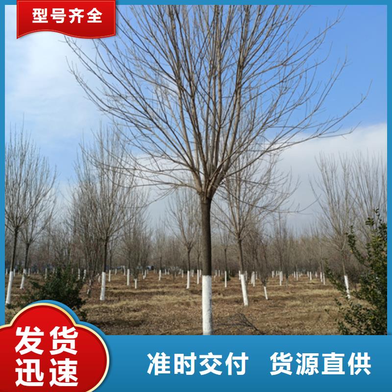 【法桐_白蜡价格实在】