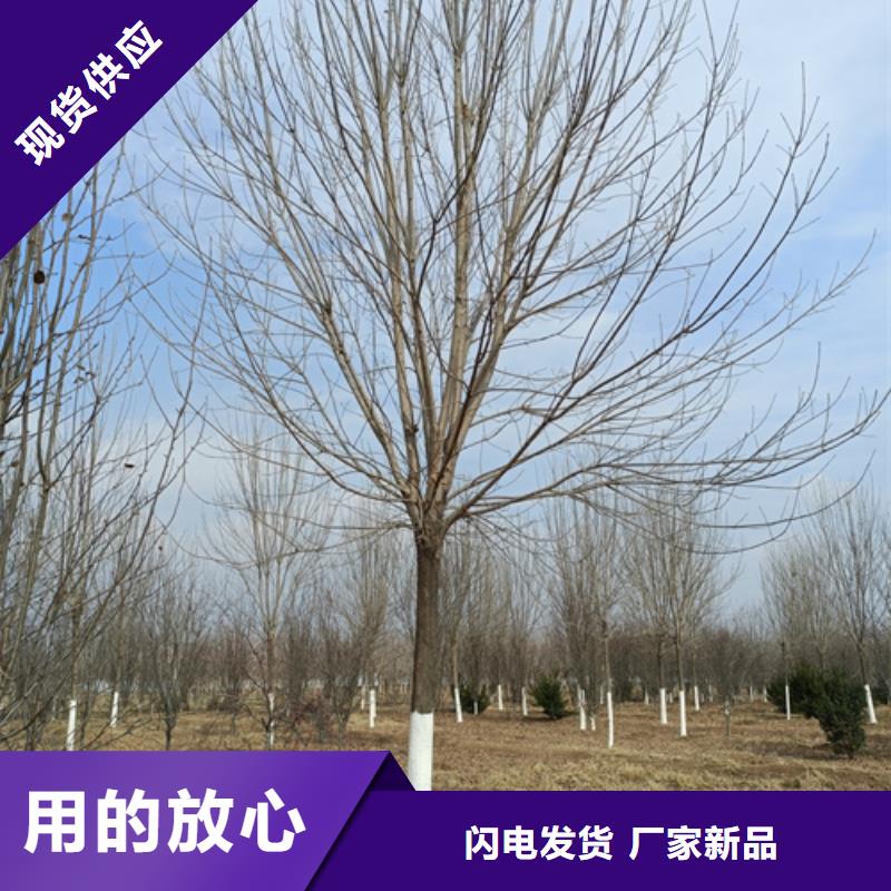 法桐黄金槐一手价格