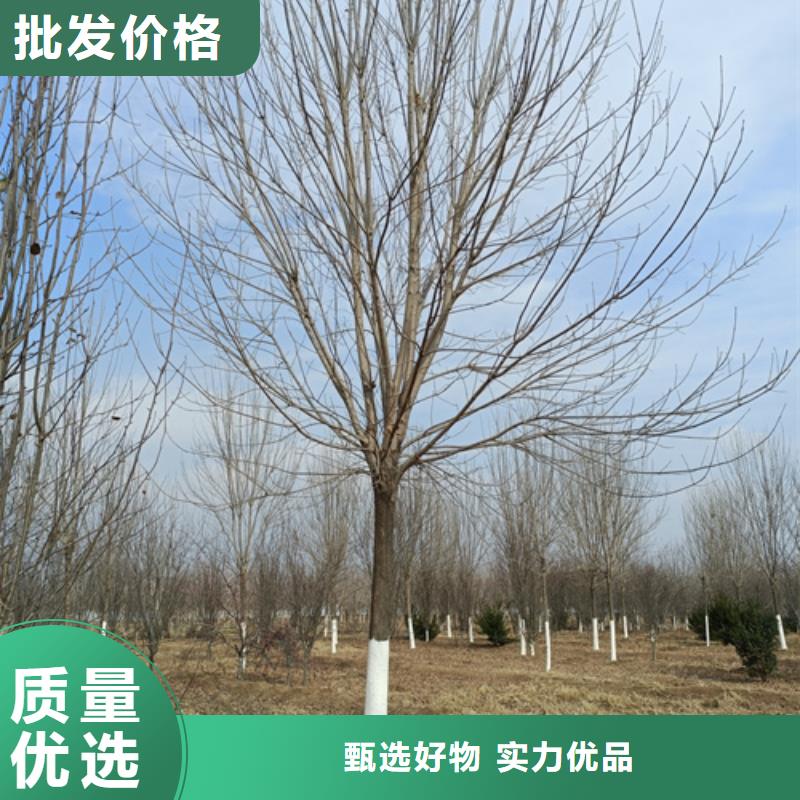 法桐国槐标准工艺