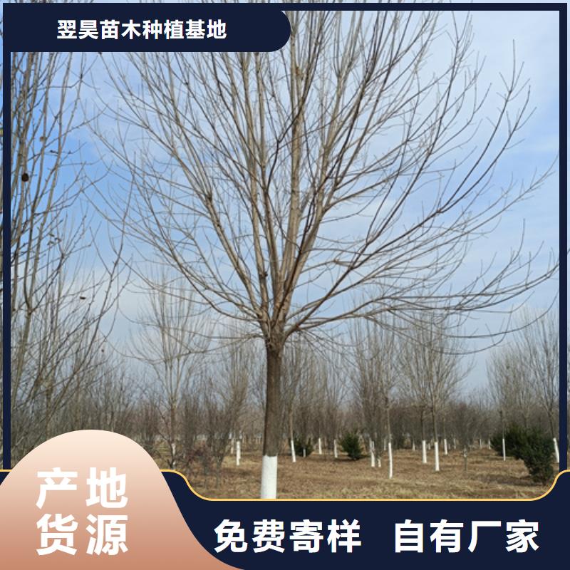 法桐金叶复叶槭实力见证