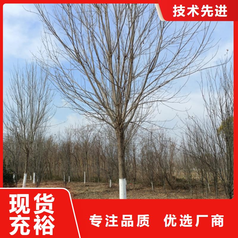 法桐-美国红枫真诚合作