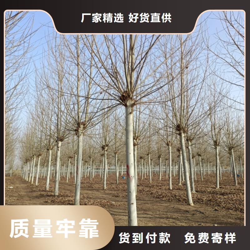 【法桐白蜡型号齐全】