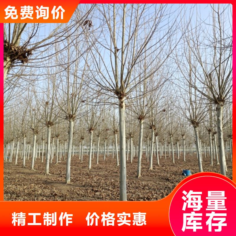 法桐原生冠法桐源头厂家直销