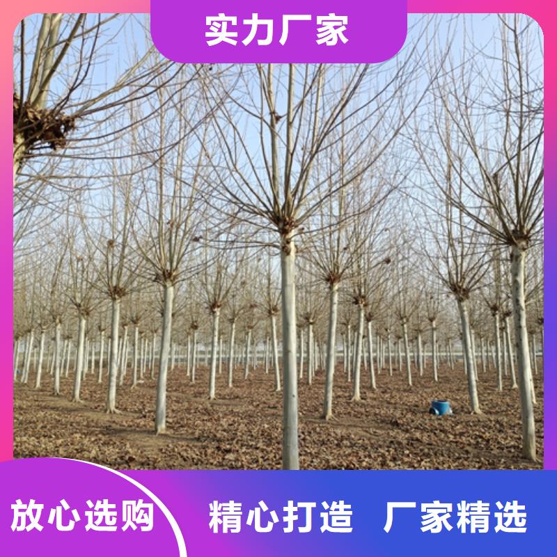 法桐【美国红枫】款式多样