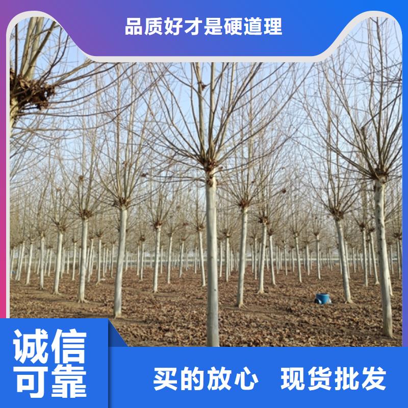 法桐【西府海棠】当地货源