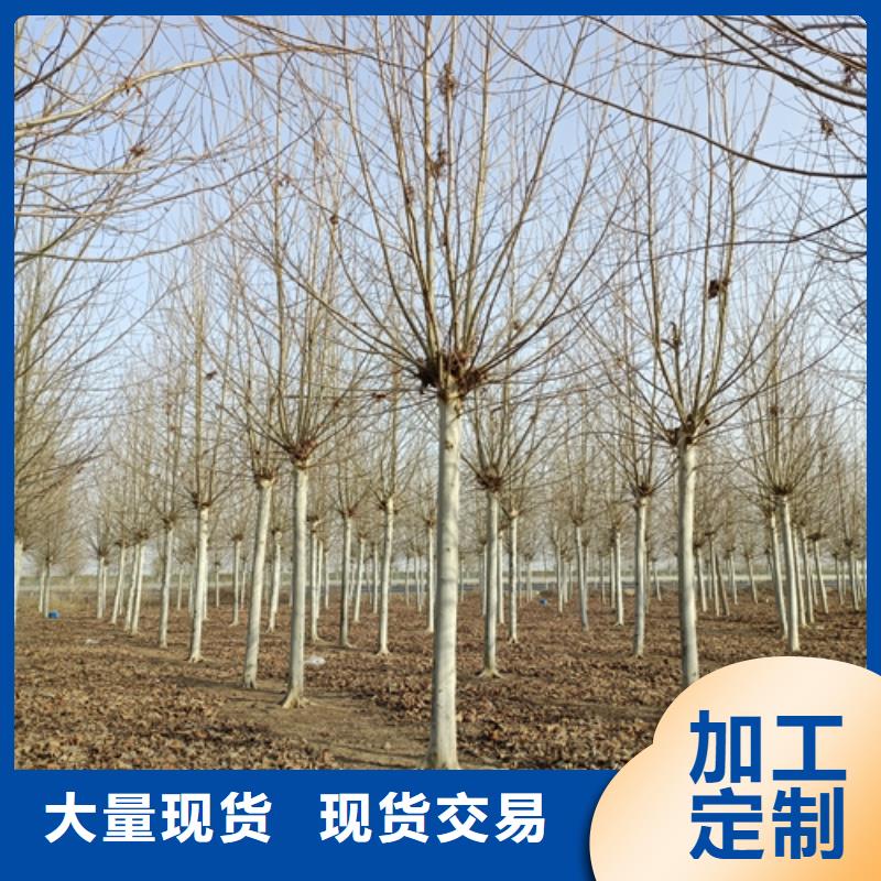 法桐垂丝海棠大品牌值得信赖