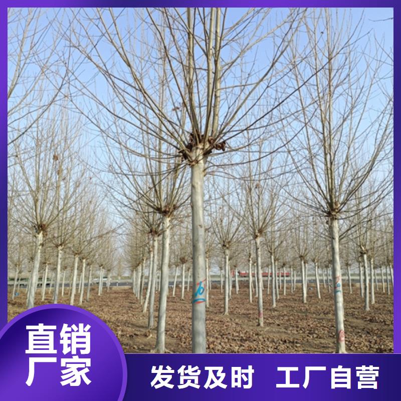 法桐【西府海棠】当地货源