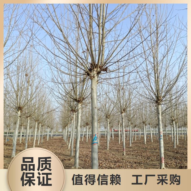 法桐美国红枫现货采购