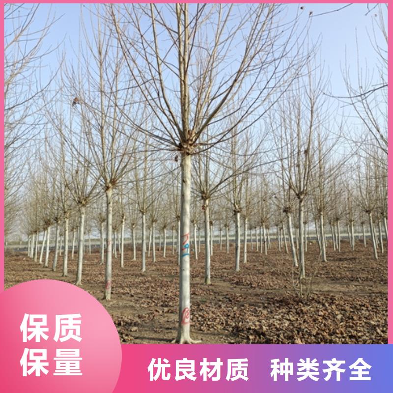 法桐美国红枫有口皆碑