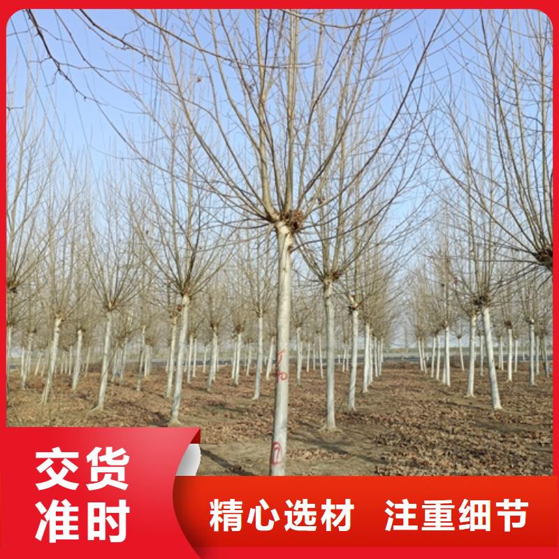 法桐-美国红枫实拍展现