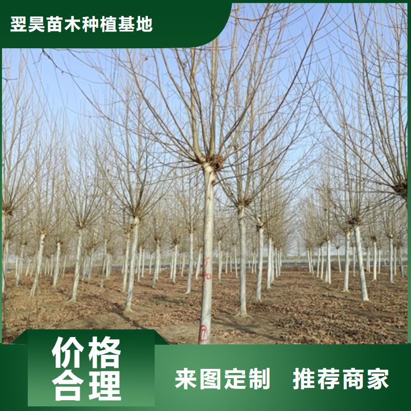 【法桐-美国红枫24小时下单发货】