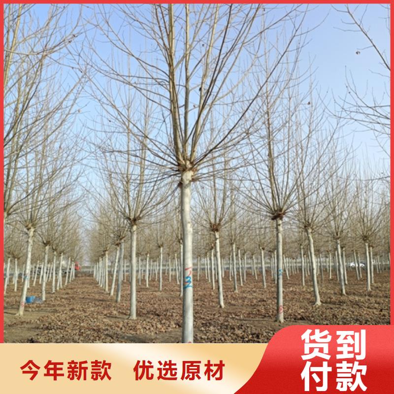 法桐,五角枫满足客户需求