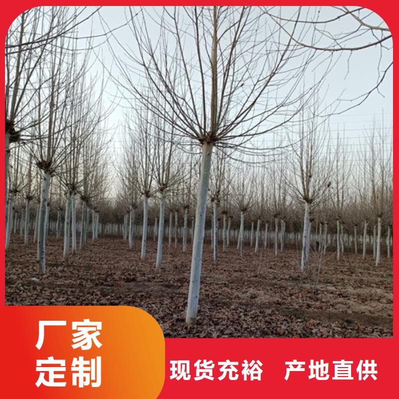 法桐金叶复叶槭实力见证