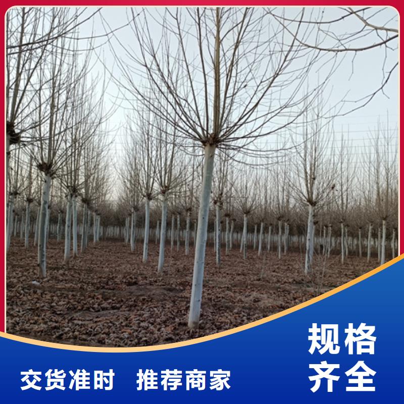 法桐金叶槐现货齐全售后无忧