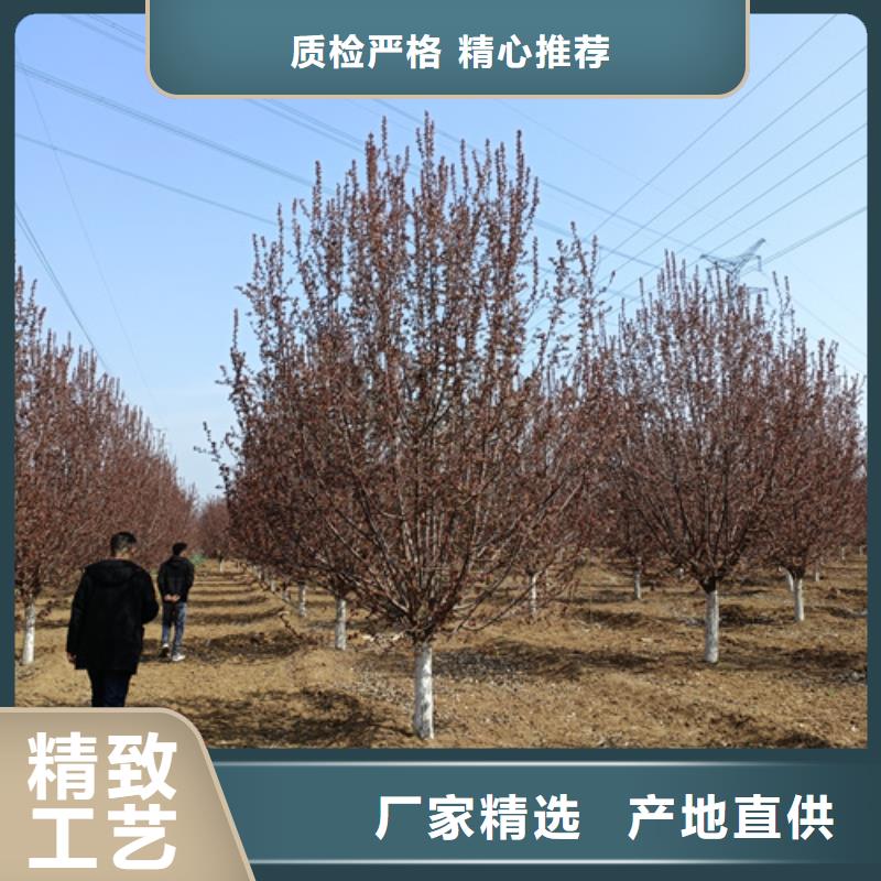 法桐国槐货真价实