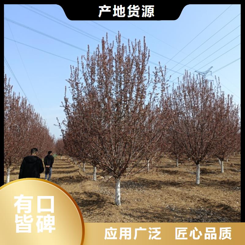法桐_金叶槐品牌企业