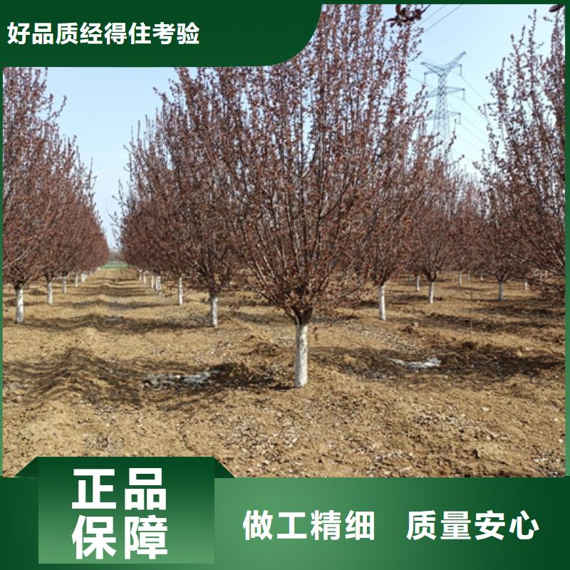 法桐,西府海棠品质保证实力见证