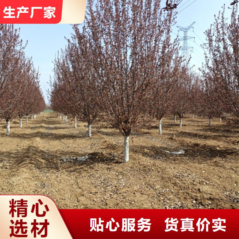 法桐_美国红枫多种规格库存充足