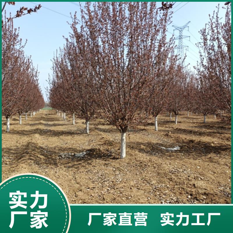 法桐,北京栾可接急单