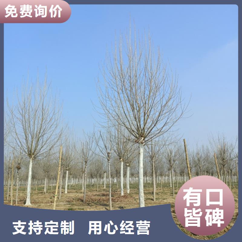 法桐五角枫精心打造