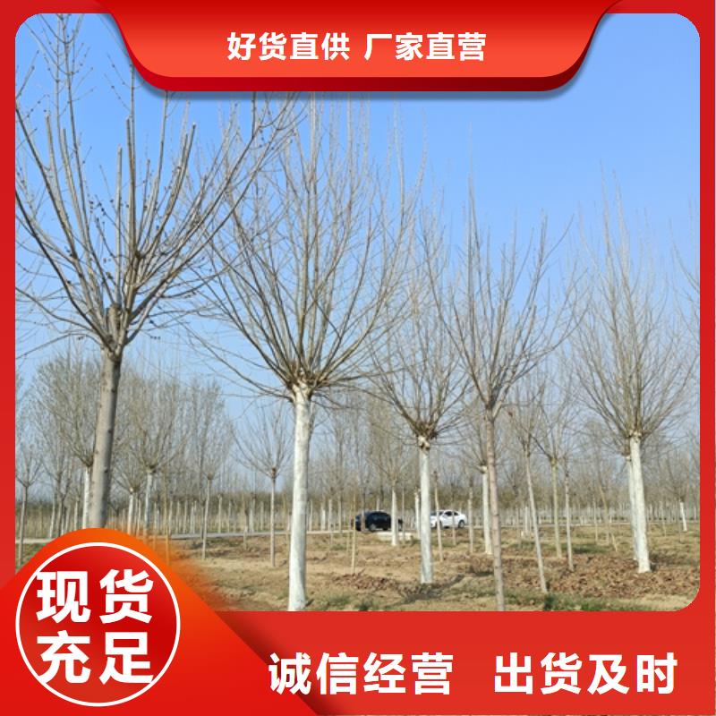 法桐美国红枫无中间商厂家直销