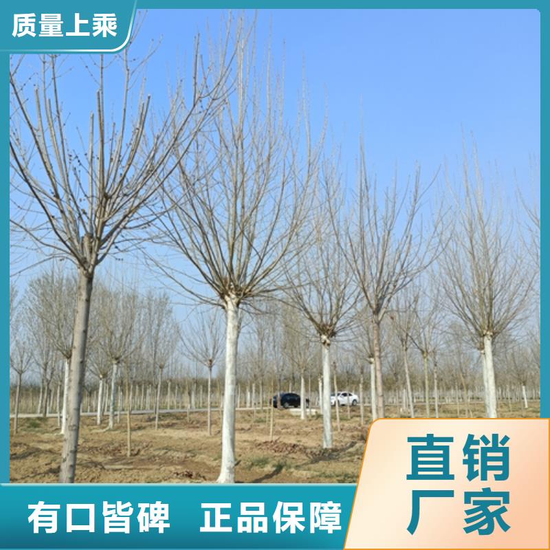 法桐五角枫品质无所畏惧