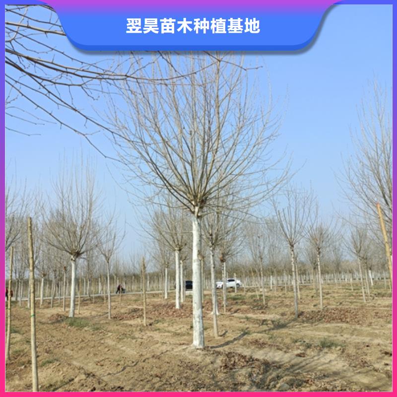 法桐_原生冠法桐自有厂家