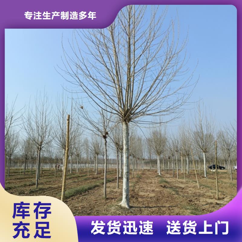 法桐金叶复叶槭大库存无缺货危机