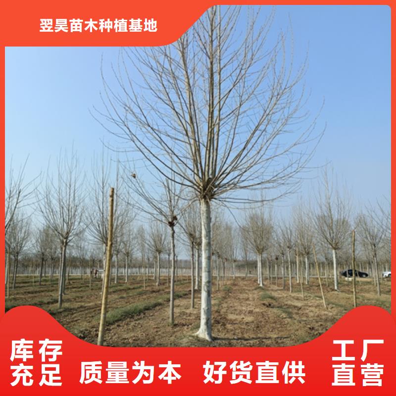 法桐五角枫品质无所畏惧