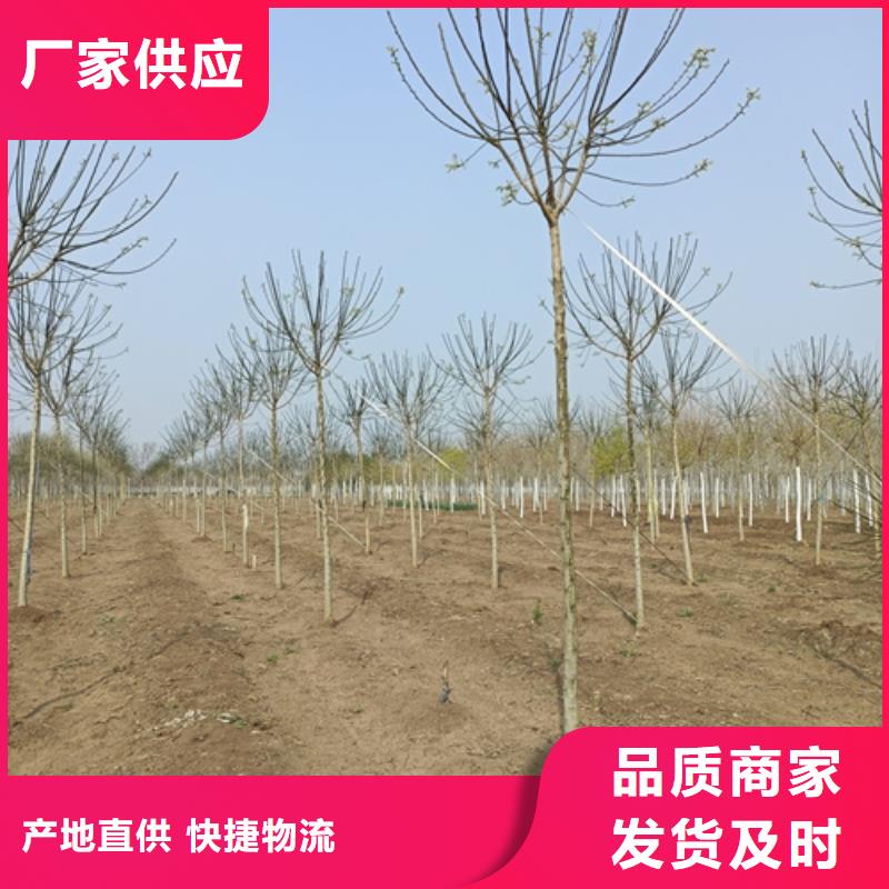 法桐五角枫厂家