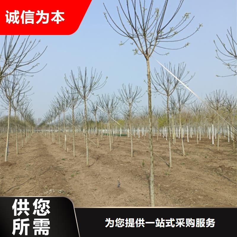 法桐金叶白蜡产品实拍