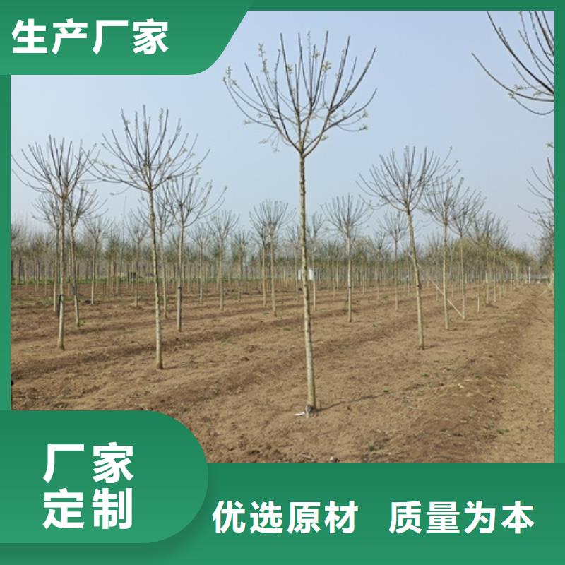 法桐-金叶槐一致好评产品