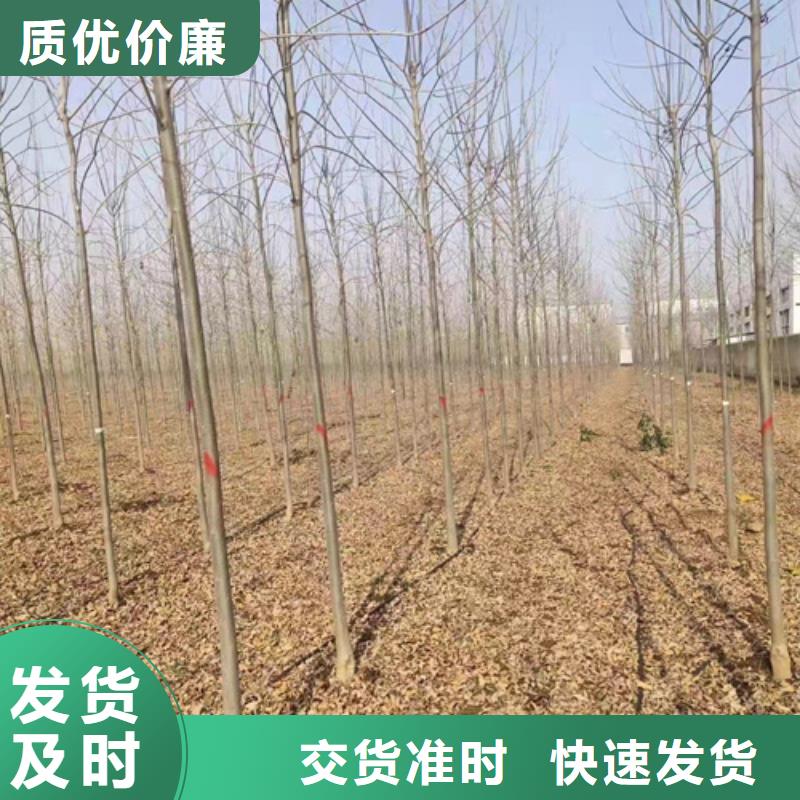 法桐金叶复叶槭品质保证实力见证