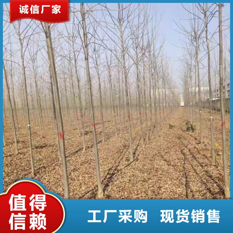 法桐-【白蜡】出厂严格质检