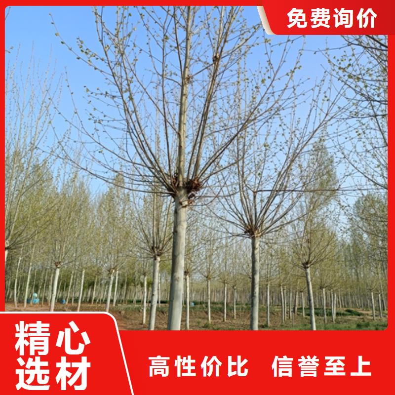 【法桐金叶槐用的放心】