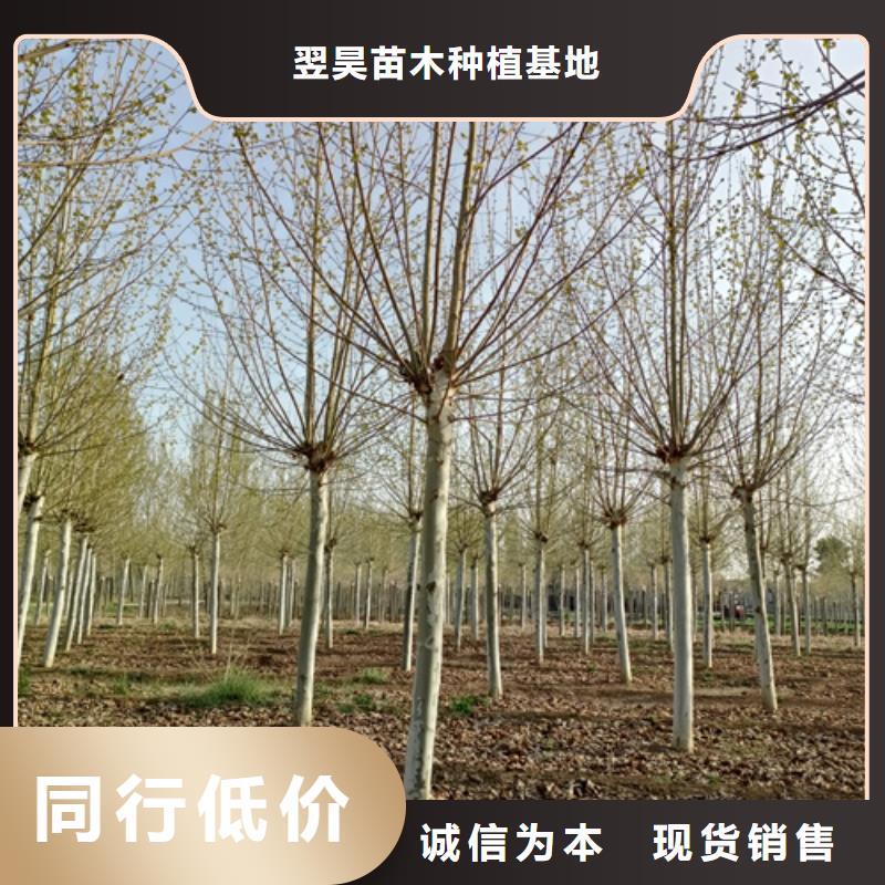 法桐金叶白蜡快速生产