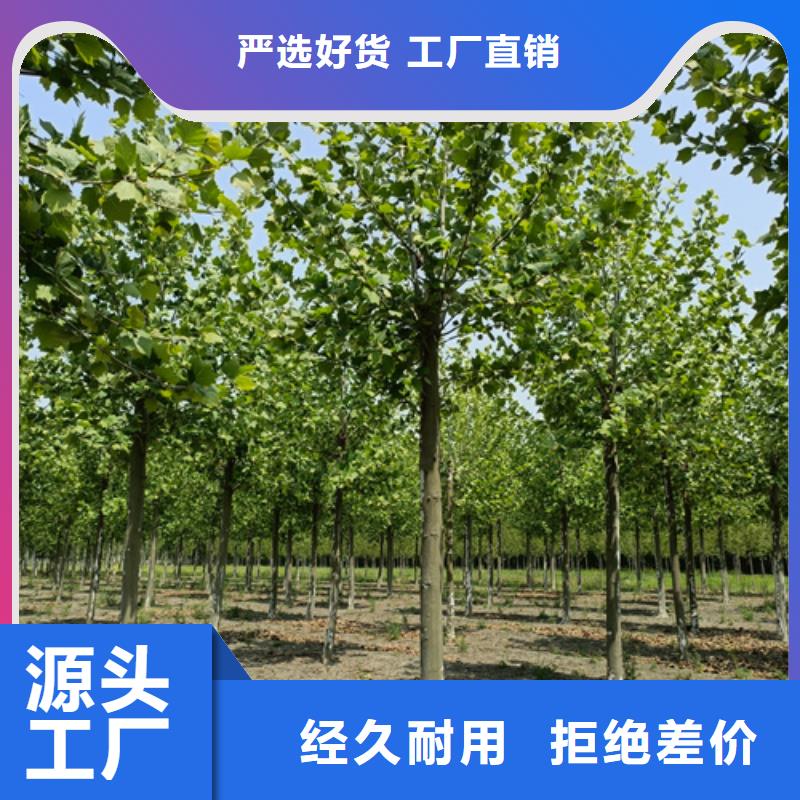 法桐黄金槐海量货源