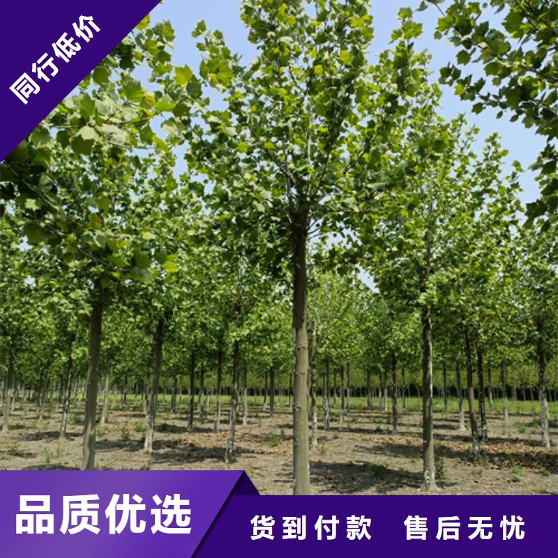 法桐-金叶槐高标准高品质
