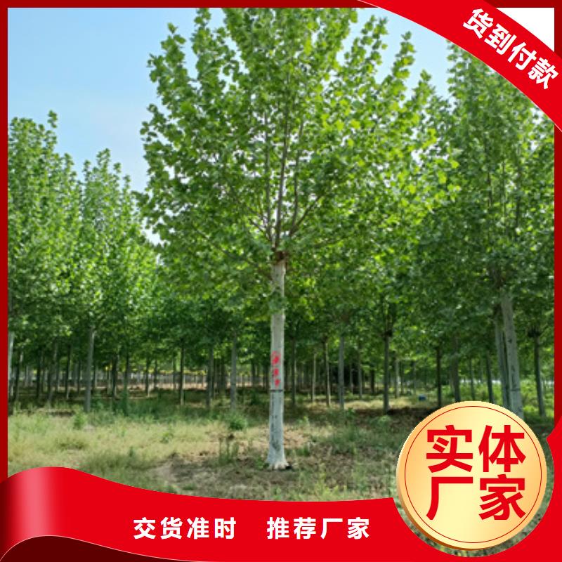 法桐-国槐源头厂商