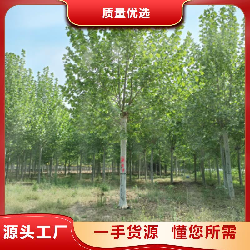 法桐北京栾优良工艺