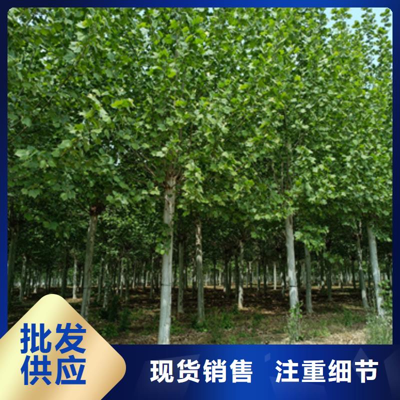 法桐,金叶白蜡优质原料