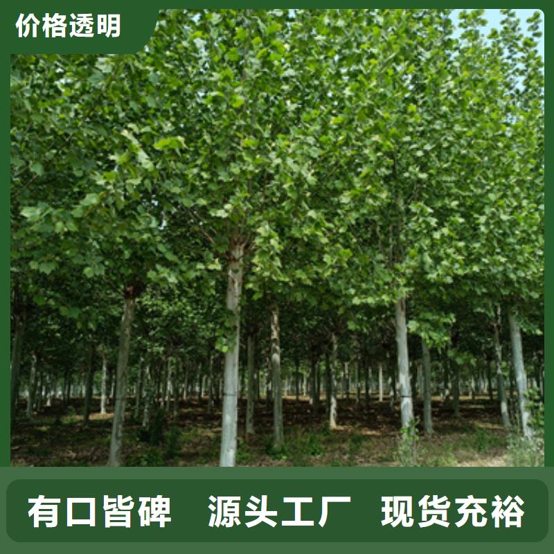 法桐联系厂家
