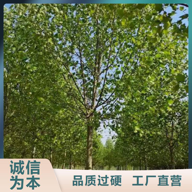 【法桐】白蜡定制零售批发