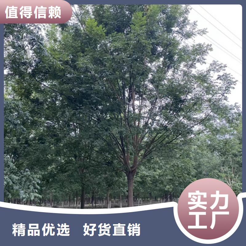 法桐国槐标准工艺